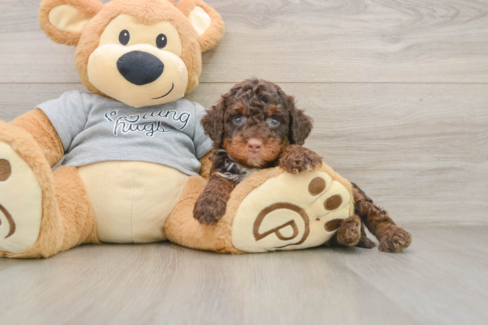 Adorable Mini Bernesepoo Poodle Mix Puppy