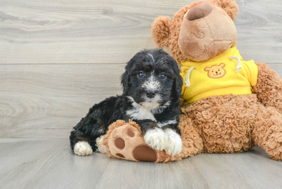 Best Mini Bernedoodle Baby