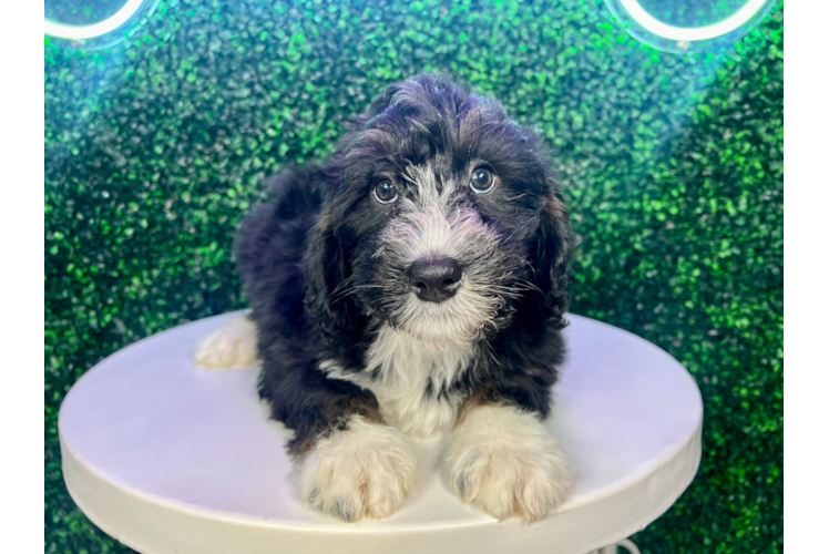 Mini Bernedoodle Puppy for Adoption