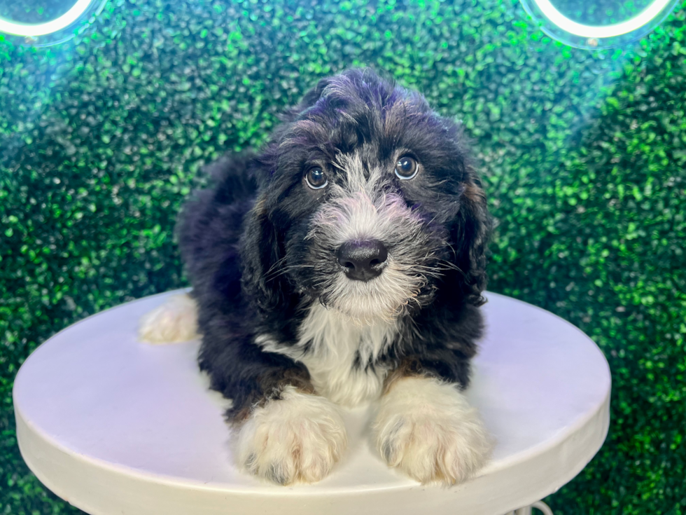 Mini Bernedoodle Puppy for Adoption