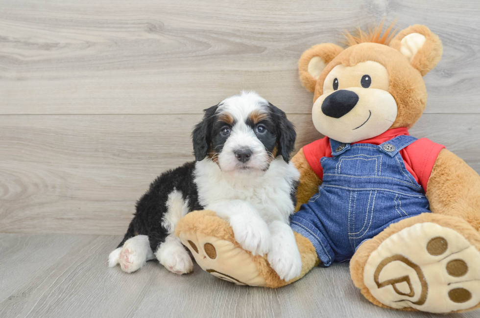 5 week old Mini Bernedoodle Puppy For Sale - Puppy Love PR