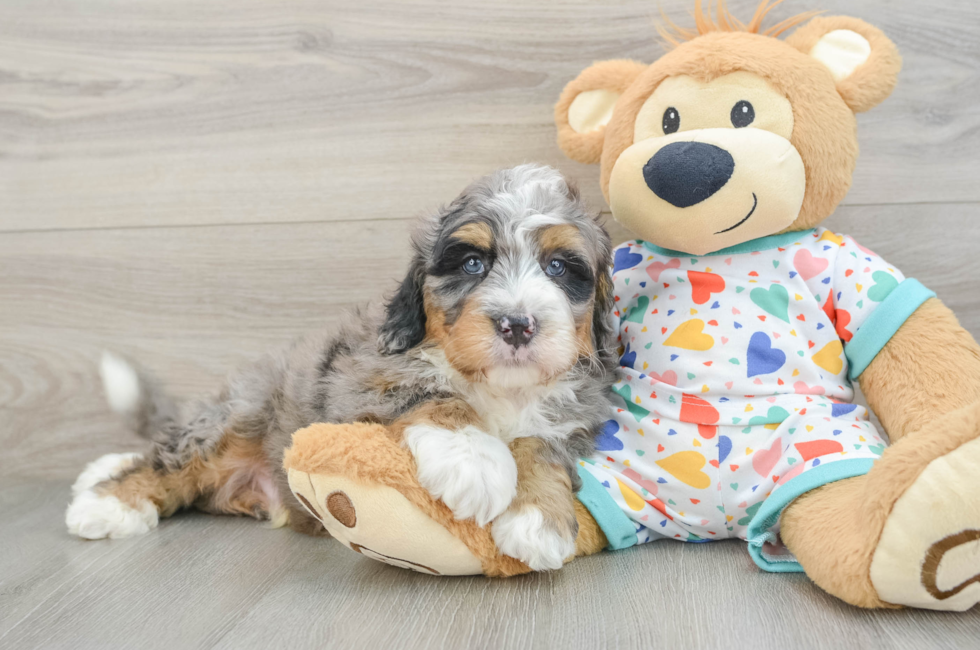 7 week old Mini Bernedoodle Puppy For Sale - Puppy Love PR