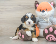 7 week old Mini Bernedoodle Puppy For Sale - Puppy Love PR