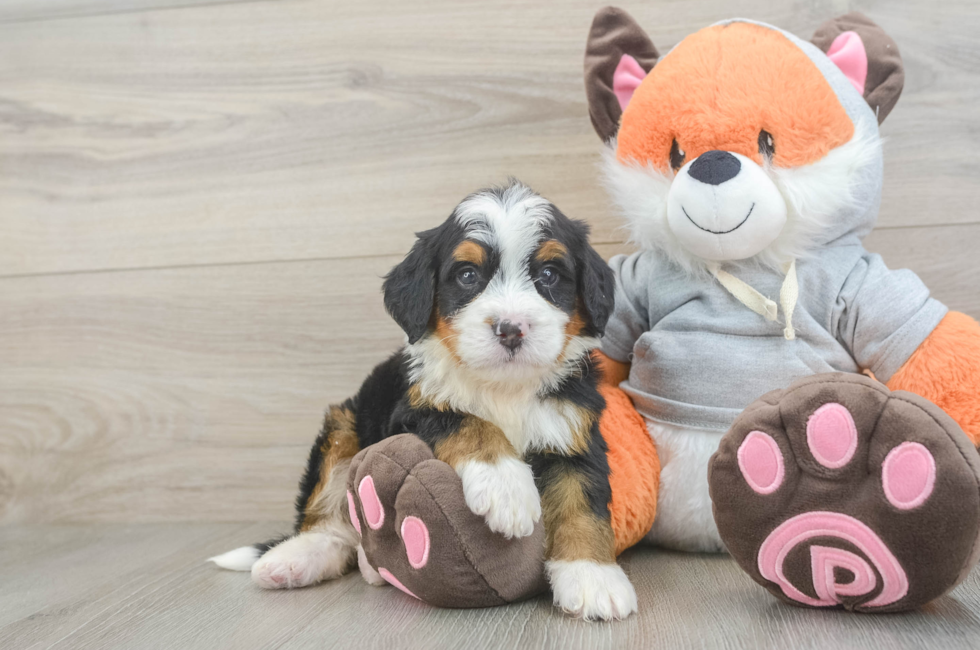 5 week old Mini Bernedoodle Puppy For Sale - Puppy Love PR