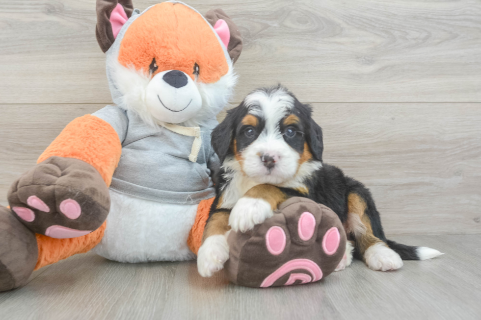 Playful Mini Bernepoo Poodle Mix Puppy