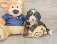 6 week old Mini Bernedoodle Puppy For Sale - Puppy Love PR