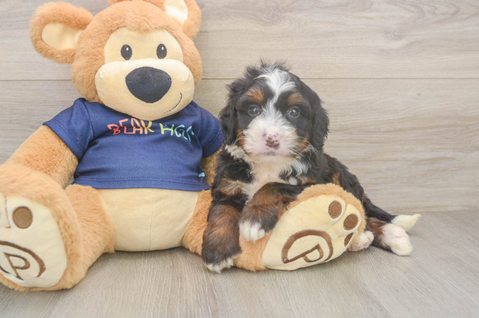 5 week old Mini Bernedoodle Puppy For Sale - Puppy Love PR