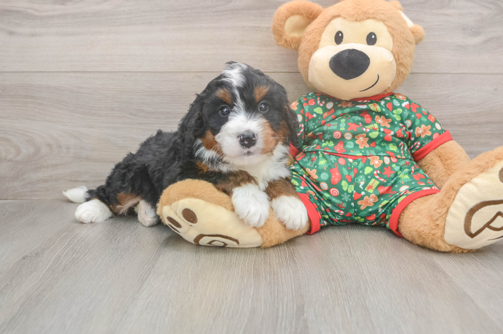 5 week old Mini Bernedoodle Puppy For Sale - Puppy Love PR