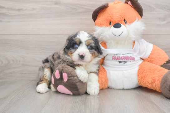 Mini Bernedoodle Puppy for Adoption