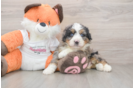 Best Mini Bernedoodle Baby