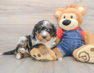 5 week old Mini Bernedoodle Puppy For Sale - Puppy Love PR