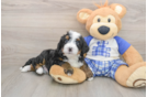 Happy Mini Bernedoodle Baby
