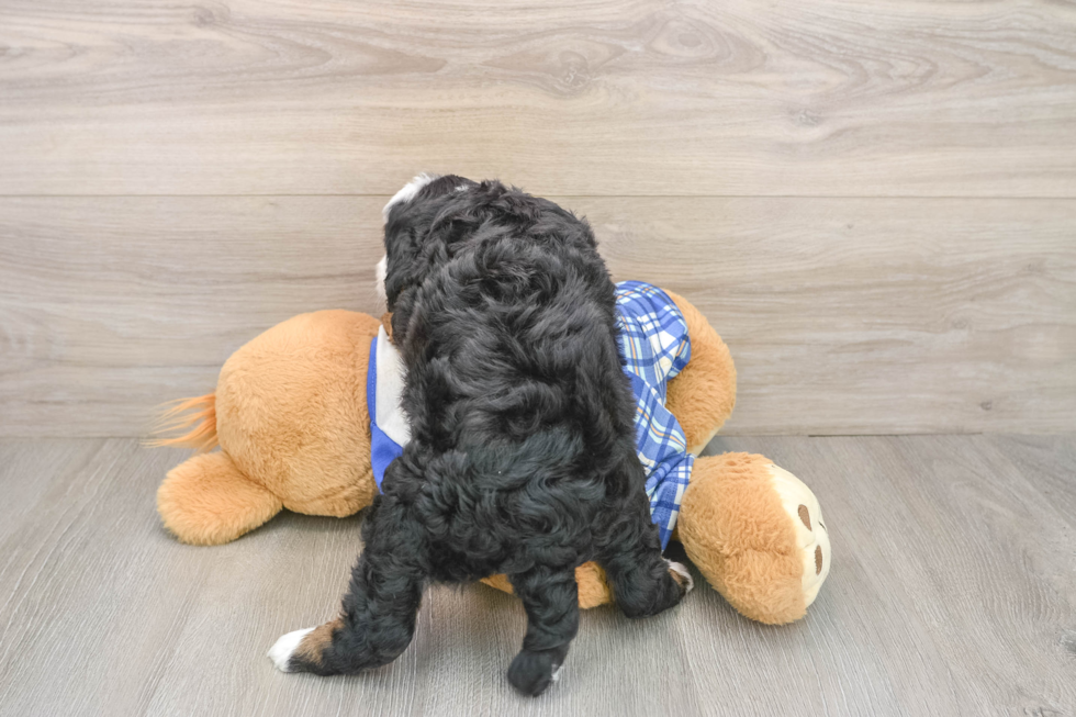 Mini Bernedoodle Puppy for Adoption