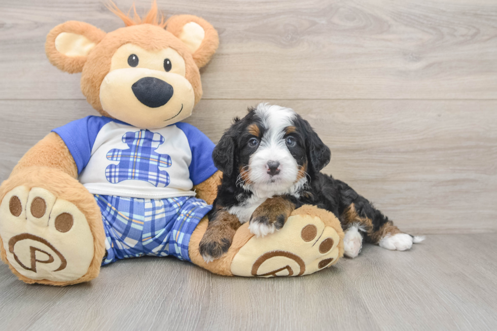 Popular Mini Bernedoodle Poodle Mix Pup