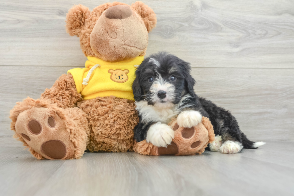 Mini Bernedoodle Pup Being Cute