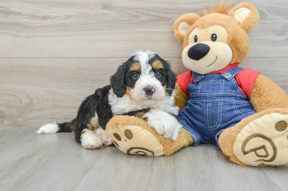 5 week old Mini Bernedoodle Puppy For Sale - Puppy Love PR