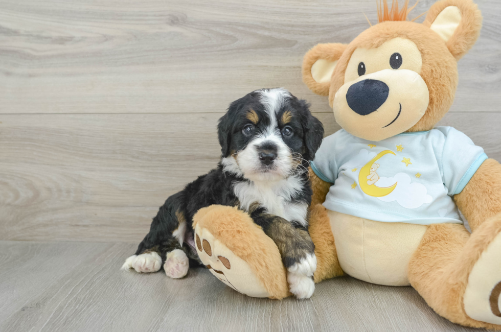 8 week old Mini Bernedoodle Puppy For Sale - Puppy Love PR