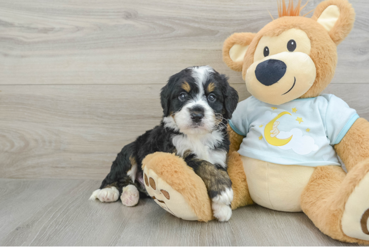 Meet Coleman - our Mini Bernedoodle Puppy Photo 1/3 - Puppy Love PR Best Mini Bernedoodle Baby