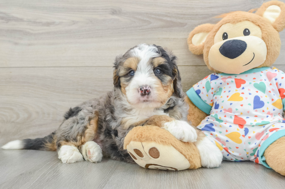 7 week old Mini Bernedoodle Puppy For Sale - Puppy Love PR