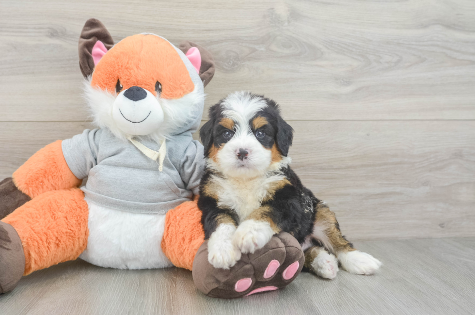 5 week old Mini Bernedoodle Puppy For Sale - Puppy Love PR