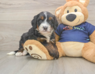 6 week old Mini Bernedoodle Puppy For Sale - Puppy Love PR