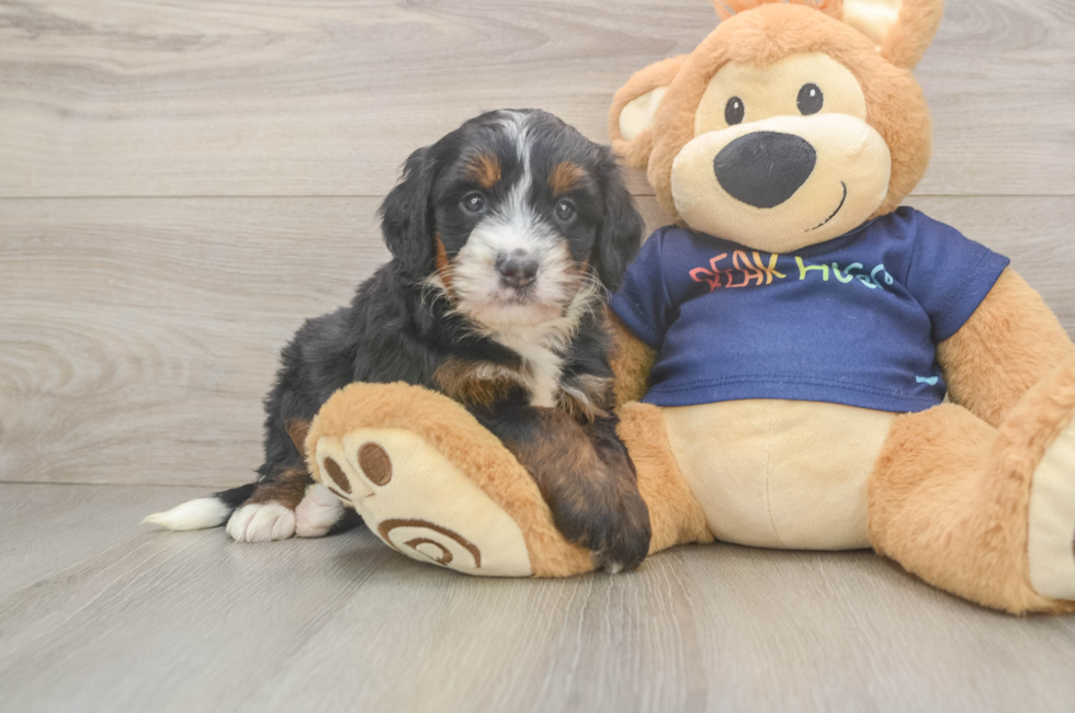 5 week old Mini Bernedoodle Puppy For Sale - Puppy Love PR