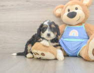 6 week old Mini Bernedoodle Puppy For Sale - Puppy Love PR