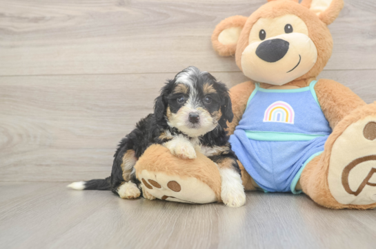 Mini Bernedoodle Pup Being Cute