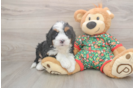 Smart Mini Bernedoodle Poodle Mix Pup
