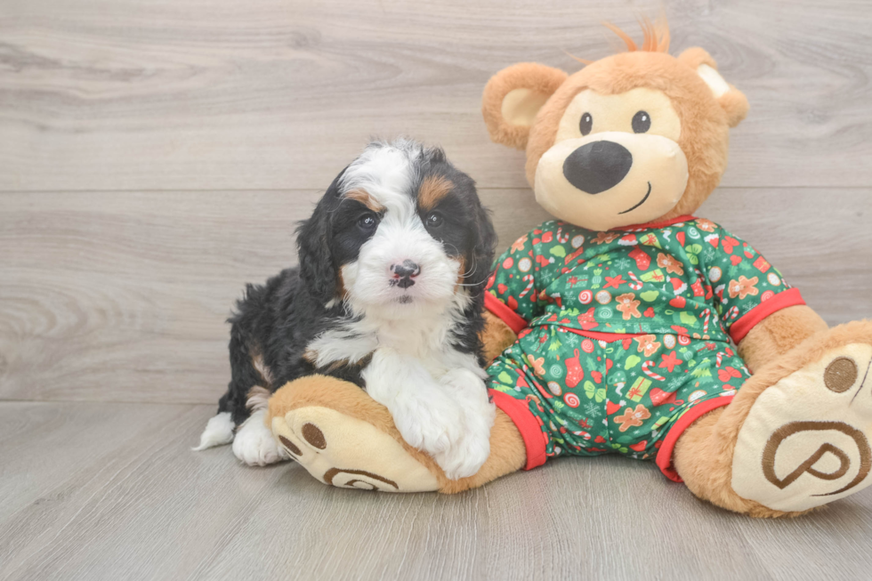 Smart Mini Bernedoodle Poodle Mix Pup