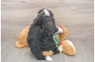 Mini Bernedoodle Puppy for Adoption
