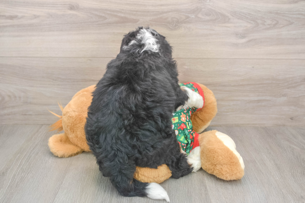 Mini Bernedoodle Puppy for Adoption