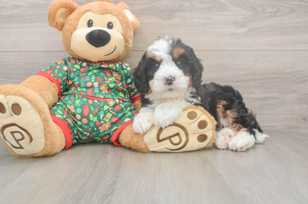 8 week old Mini Bernedoodle Puppy For Sale - Puppy Love PR