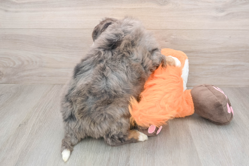 Best Mini Bernedoodle Baby