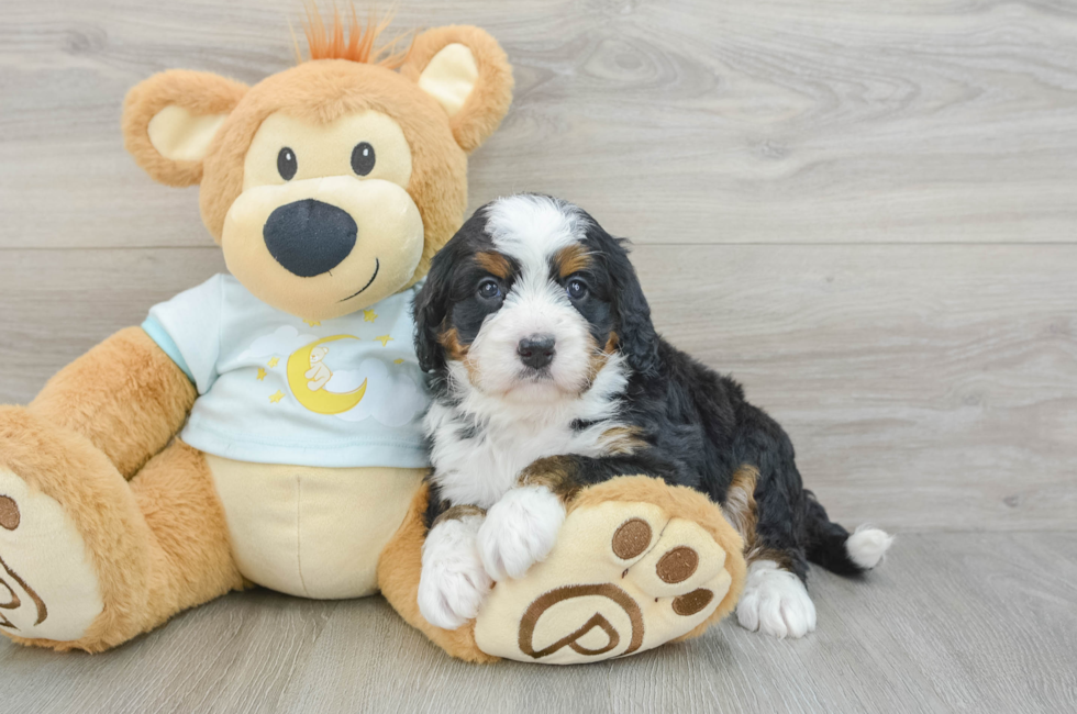 6 week old Mini Bernedoodle Puppy For Sale - Puppy Love PR