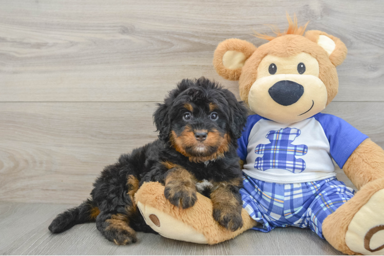 Meet Colette - our Mini Bernedoodle Puppy Photo 1/3 - Puppy Love PR Sweet Mini Bernedoodle Baby