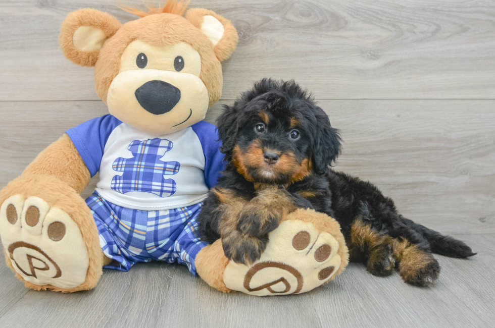 6 week old Mini Bernedoodle Puppy For Sale - Puppy Love PR