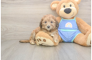 Happy Mini Bernedoodle Baby