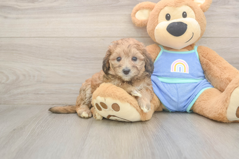 Happy Mini Bernedoodle Baby