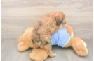 Mini Bernedoodle Pup Being Cute