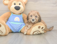 6 week old Mini Bernedoodle Puppy For Sale - Puppy Love PR