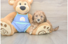 Mini Bernedoodle Puppy for Adoption
