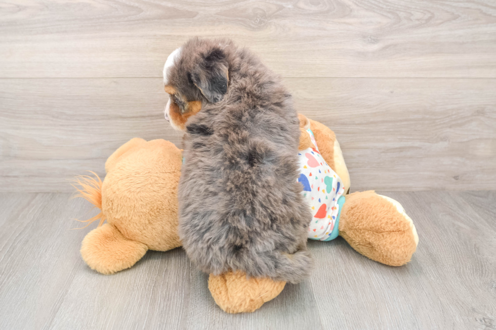 Mini Bernedoodle Puppy for Adoption