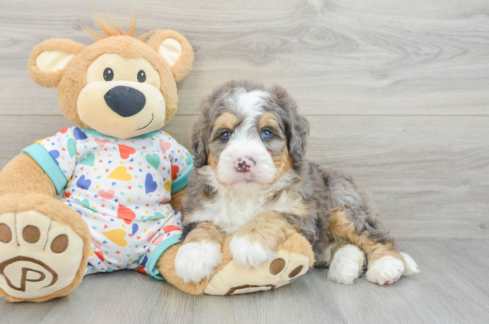 7 week old Mini Bernedoodle Puppy For Sale - Puppy Love PR