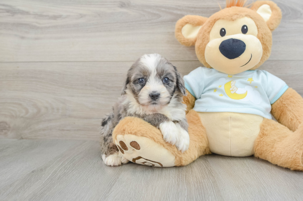 7 week old Mini Bernedoodle Puppy For Sale - Puppy Love PR