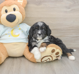 8 week old Mini Bernedoodle Puppy For Sale - Puppy Love PR