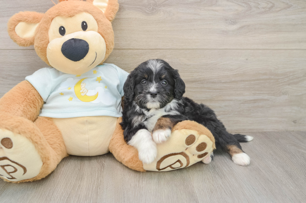 Best Mini Bernedoodle Baby