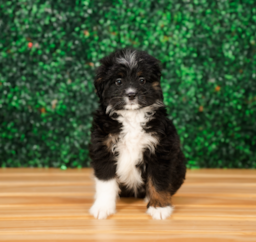 8 week old Mini Bernedoodle Puppy For Sale - Puppy Love PR