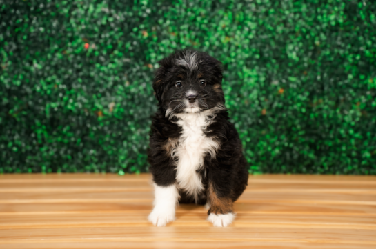Cute Mini Bernesedoodle Poodle Mix Puppy