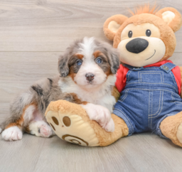 6 week old Mini Bernedoodle Puppy For Sale - Puppy Love PR